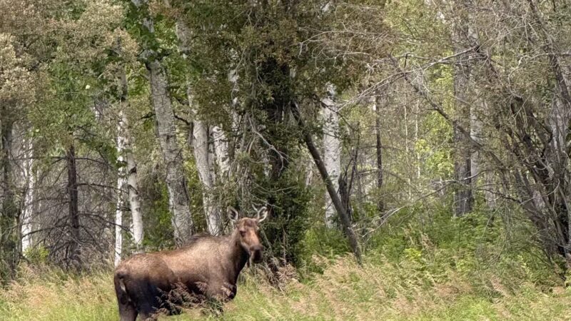 Manley Hot Springs - Manley Hot Springs, AK