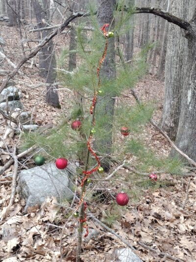 Mansfield Hollow State Park - Mansfield Center, CT