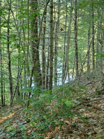 Mansfield Hollow State Park - Mansfield Center, CT