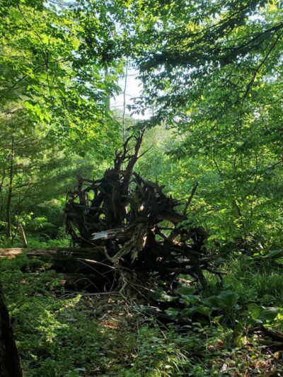 Mansfield Hollow State Park - Mansfield Center, CT