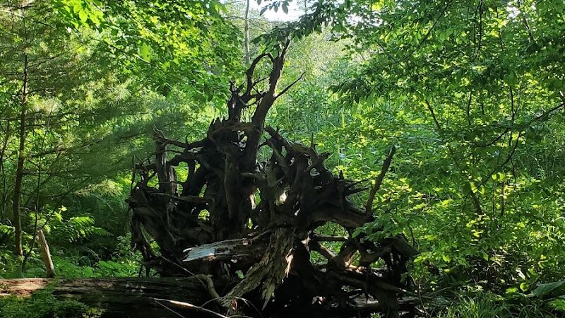 Mansfield Hollow State Park - Mansfield Center, CT