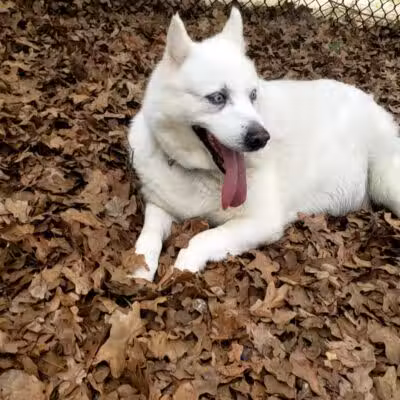 Mans Best Field Dog Park - Mansfield, TX