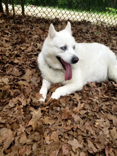 Mans Best Field Dog Park - Mansfield, TX