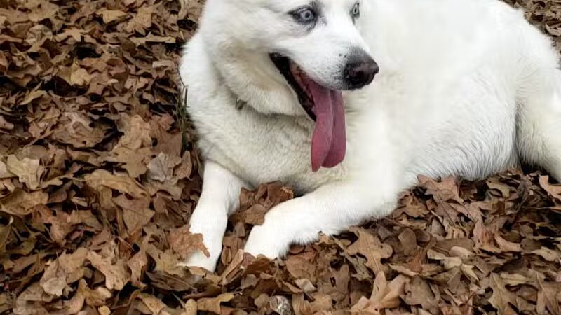 Mans Best Field Dog Park - Mansfield, TX