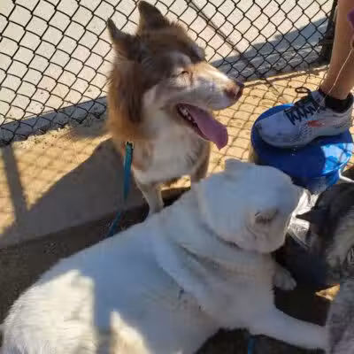 Mans Best Field Dog Park - Mansfield, TX