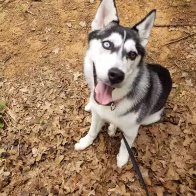Mans Best Field Dog Park - Mansfield, TX
