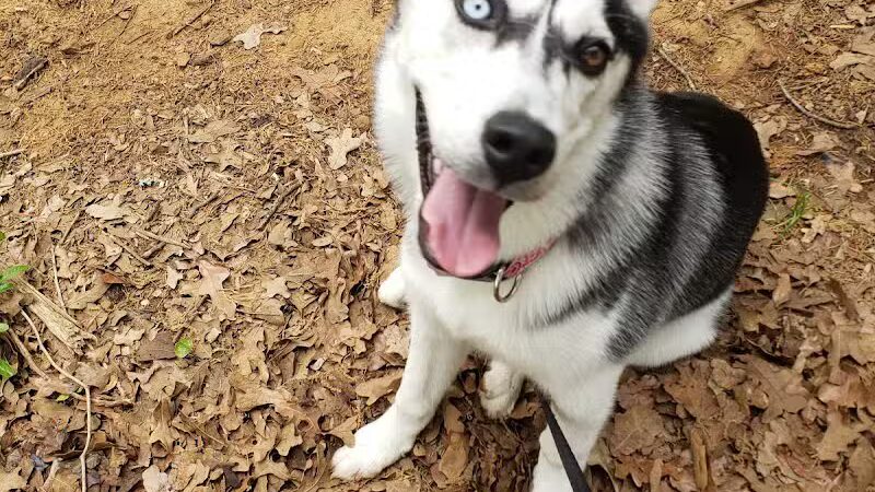 Mans Best Field Dog Park - Mansfield, TX