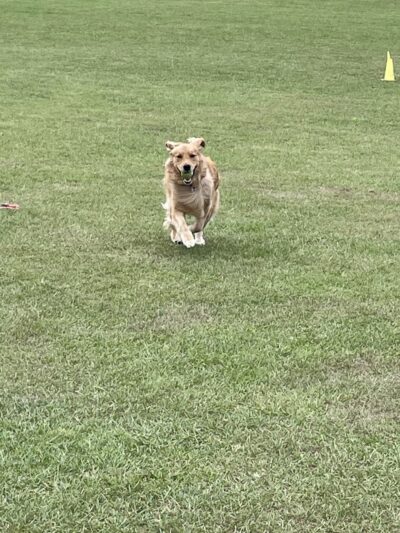 Roanoke Island Dog Park - Manteo, NC