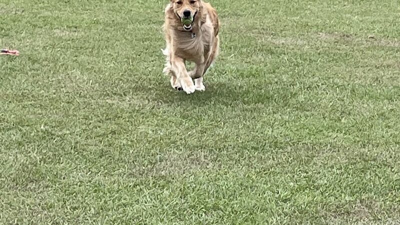 Roanoke Island Dog Park - Manteo, NC