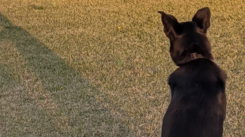 Roanoke Island Dog Park - Manteo, NC