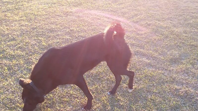 Roanoke Island Dog Park - Manteo, NC