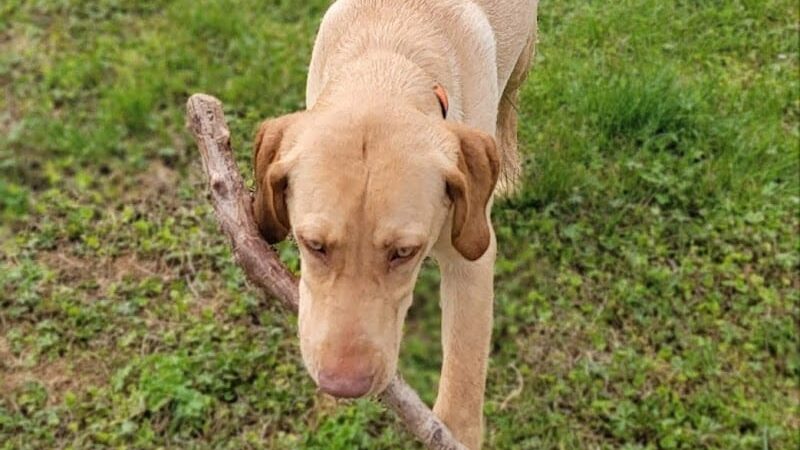 Roanoke Island Dog Park - Manteo, NC