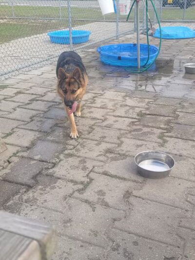 Roanoke Island Dog Park - Manteo, NC