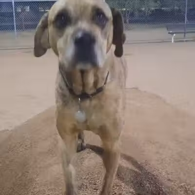 Crossroads at Silverbell District Park - Dog Park - Marana, AZ