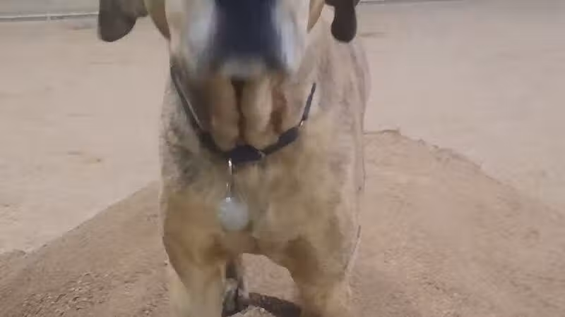 Crossroads at Silverbell District Park - Dog Park - Marana, AZ