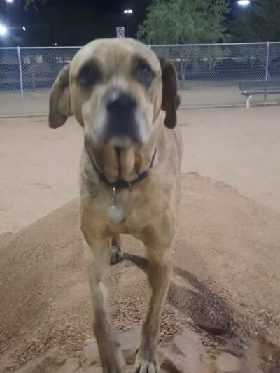Crossroads at Silverbell District Park - Dog Park - Marana, AZ
