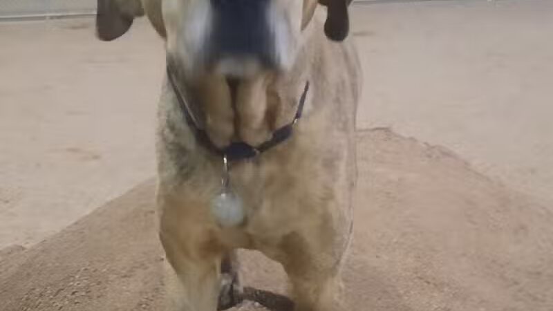 Crossroads at Silverbell District Park - Dog Park - Marana, AZ