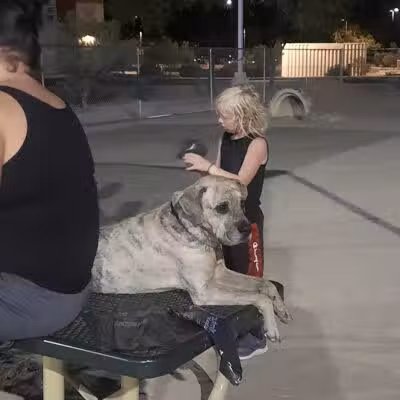 Crossroads at Silverbell District Park - Dog Park - Marana, AZ