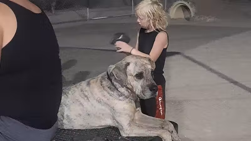 Crossroads at Silverbell District Park - Dog Park - Marana, AZ