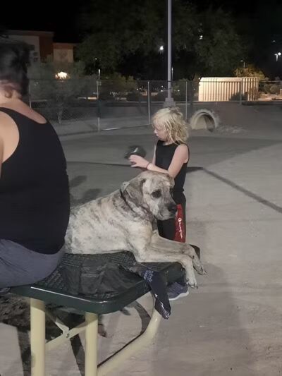 Crossroads at Silverbell District Park - Dog Park - Marana, AZ