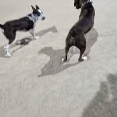 Crossroads at Silverbell District Park - Dog Park - Marana, AZ