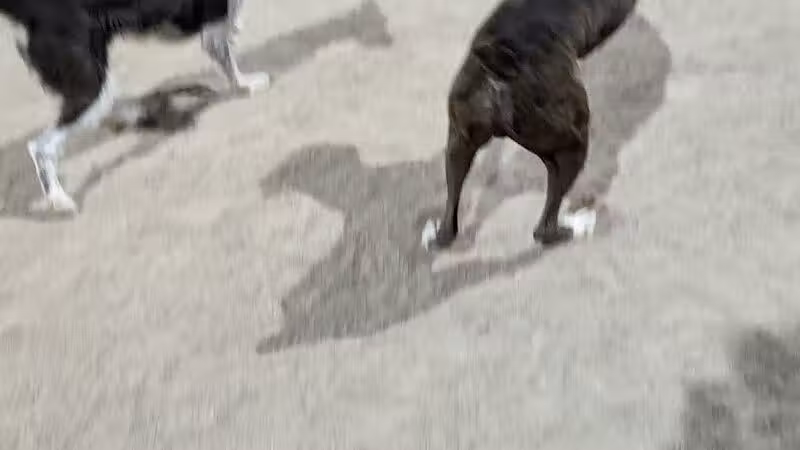 Crossroads at Silverbell District Park - Dog Park - Marana, AZ