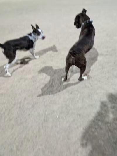 Crossroads at Silverbell District Park - Dog Park - Marana, AZ
