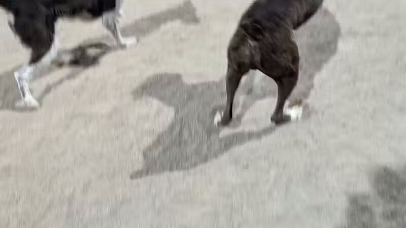 Crossroads at Silverbell District Park - Dog Park - Marana, AZ