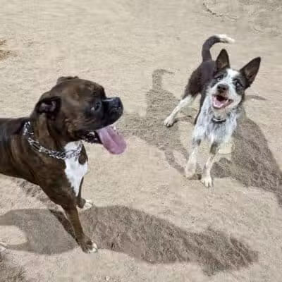 Crossroads at Silverbell District Park - Dog Park - Marana, AZ