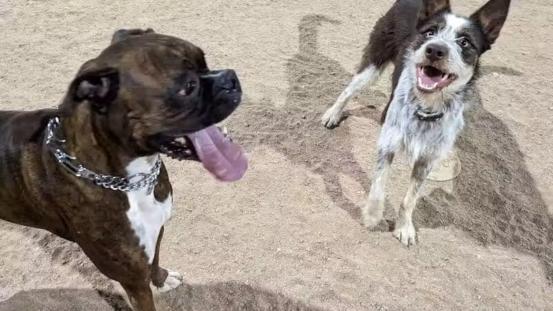 Crossroads at Silverbell District Park - Dog Park - Marana, AZ