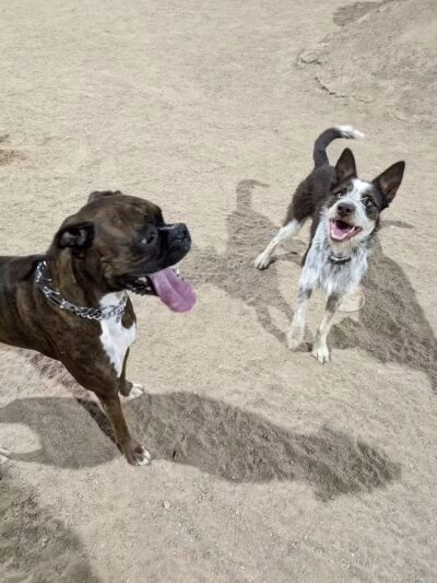 Crossroads at Silverbell District Park - Dog Park - Marana, AZ