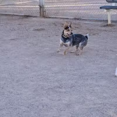 Crossroads at Silverbell District Park - Dog Park - Marana, AZ