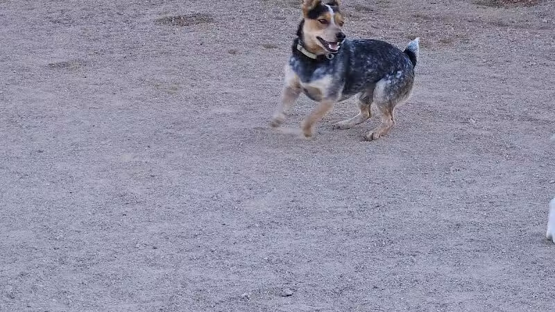 Crossroads at Silverbell District Park - Dog Park - Marana, AZ