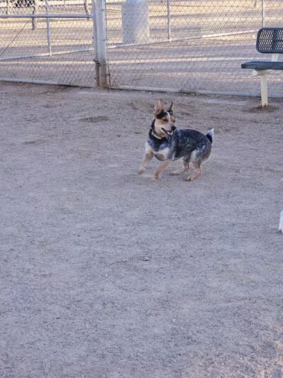 Crossroads at Silverbell District Park - Dog Park - Marana, AZ