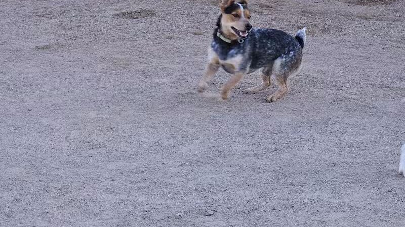 Crossroads at Silverbell District Park - Dog Park - Marana, AZ