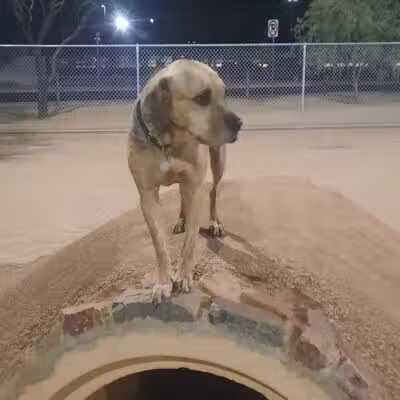 Crossroads at Silverbell District Park - Dog Park - Marana, AZ