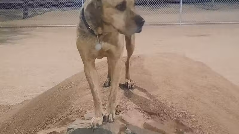 Crossroads at Silverbell District Park - Dog Park - Marana, AZ