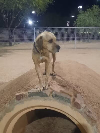 Crossroads at Silverbell District Park - Dog Park - Marana, AZ