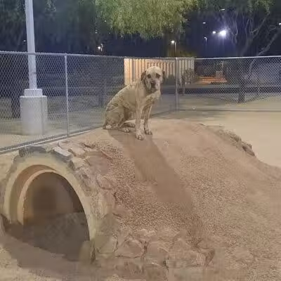 Crossroads at Silverbell District Park - Dog Park - Marana, AZ