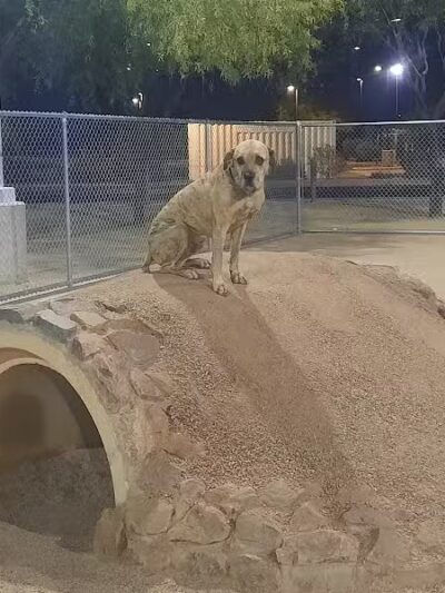 Crossroads at Silverbell District Park - Dog Park - Marana, AZ