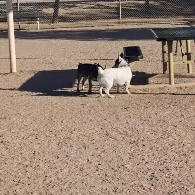 Crossroads at Silverbell District Park - Dog Park - Marana, AZ