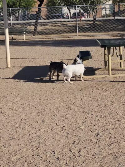 Crossroads at Silverbell District Park - Dog Park - Marana, AZ