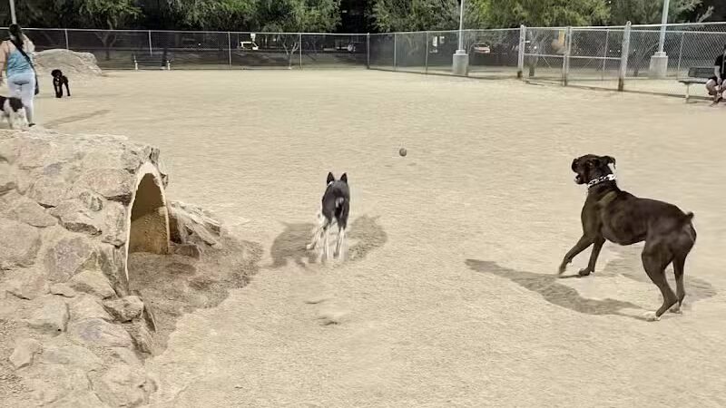 Crossroads at Silverbell District Park - Dog Park - Marana, AZ