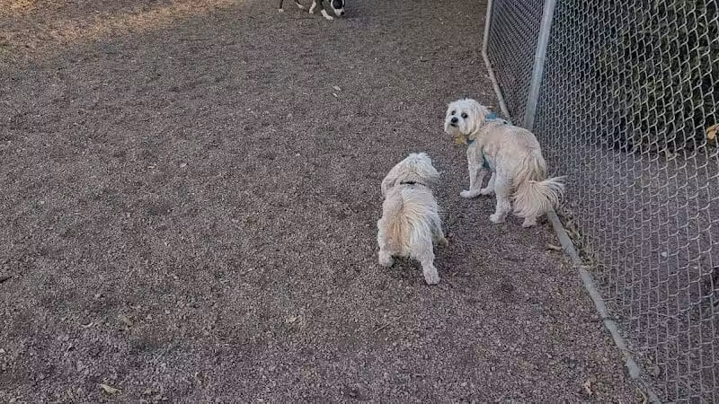 San Lucas Community Park - Dog Park - Marana, AZ