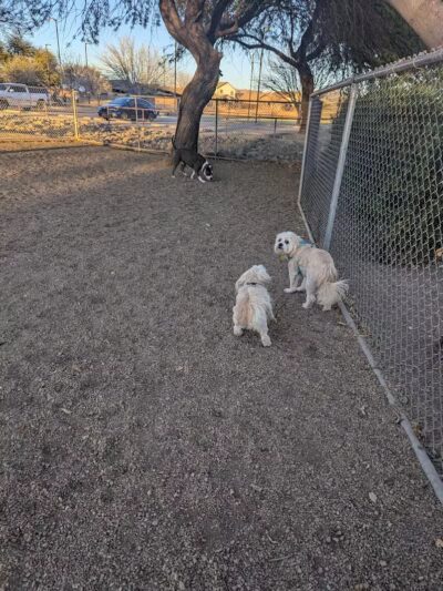 San Lucas Community Park - Dog Park - Marana, AZ