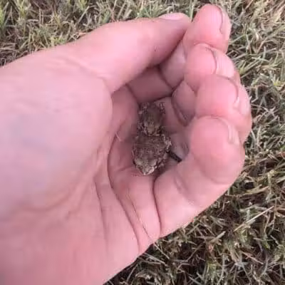 San Lucas Community Park - Dog Park - Marana, AZ