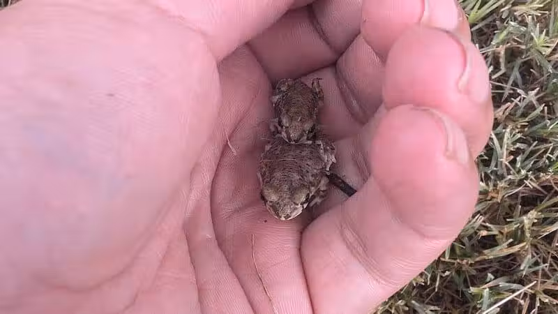 San Lucas Community Park - Dog Park - Marana, AZ