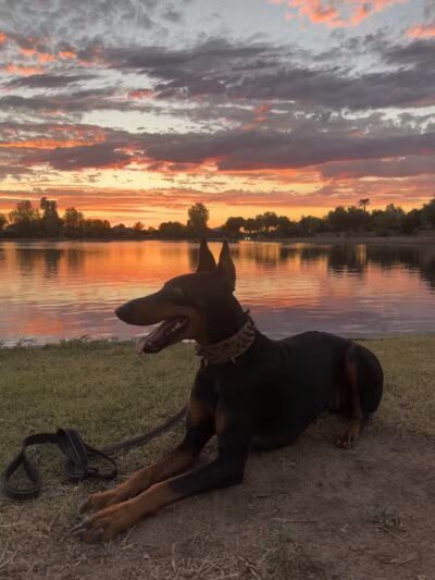 Pacana Dog Park - Maricopa, AZ