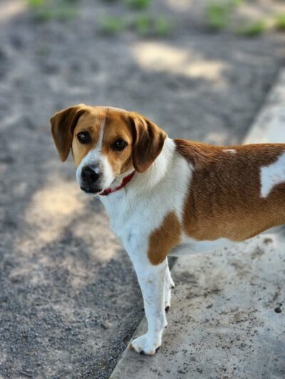Marion Park District - THE Bark Park - Marion, IL