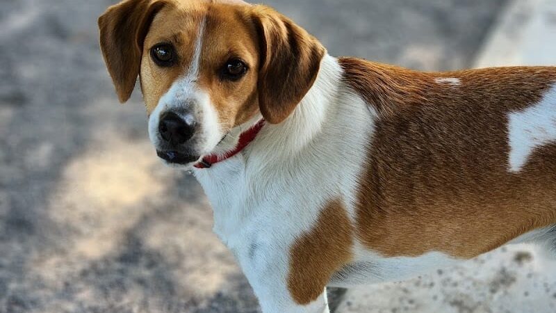 Marion Park District - THE Bark Park - Marion, IL